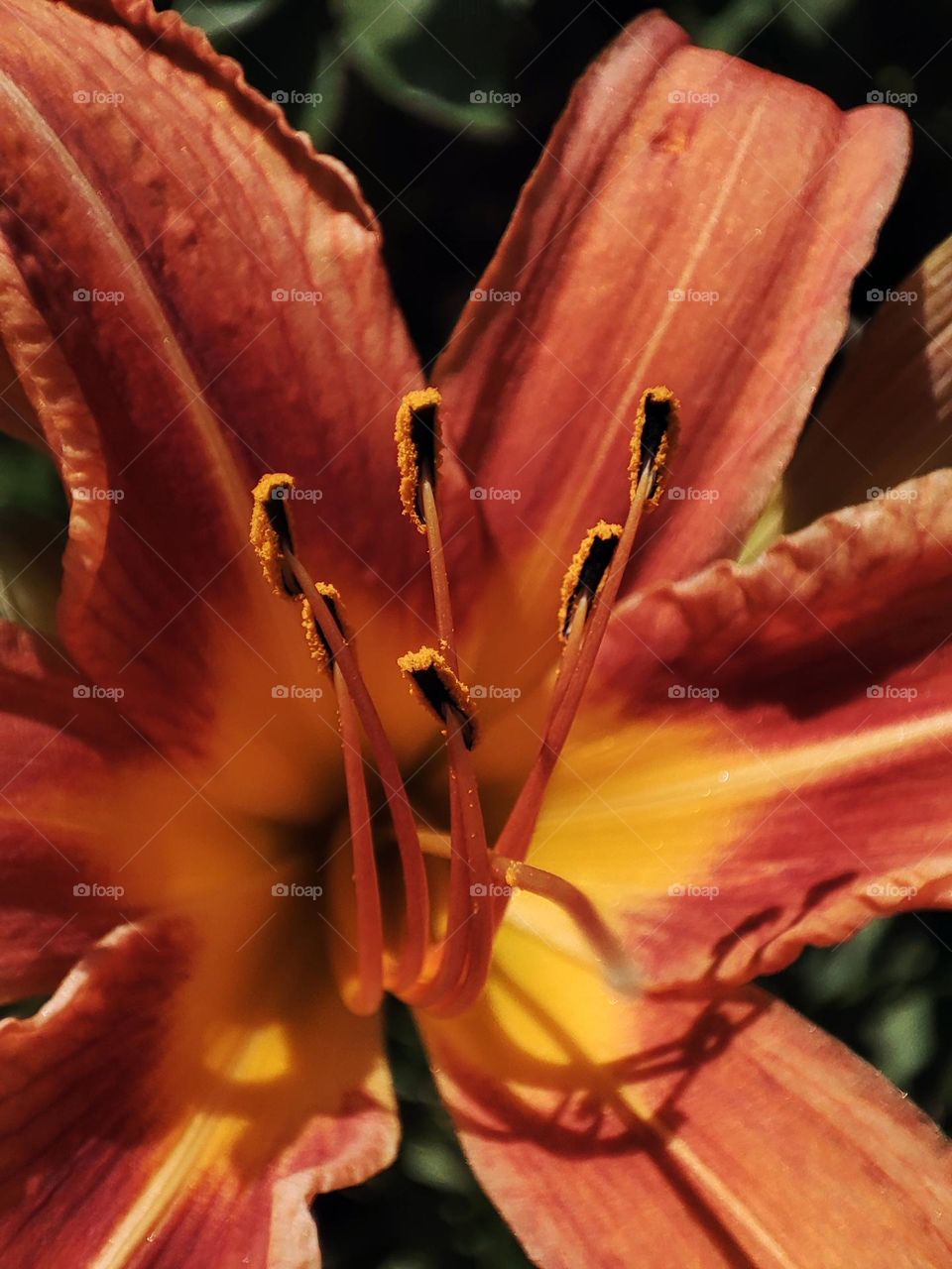 Macro photo of flowering plants