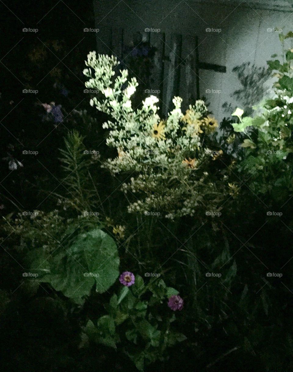 Night garden
