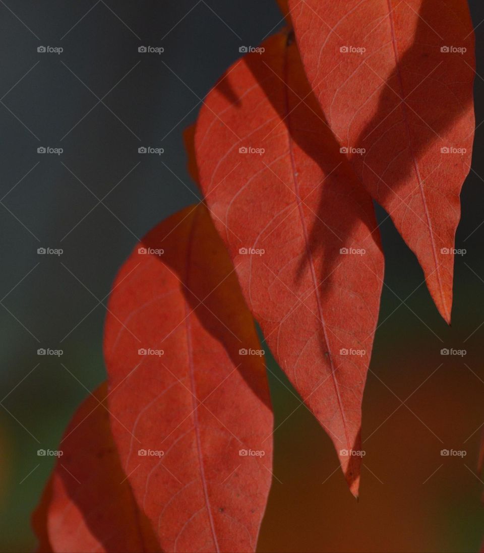 nature fall colored leaves