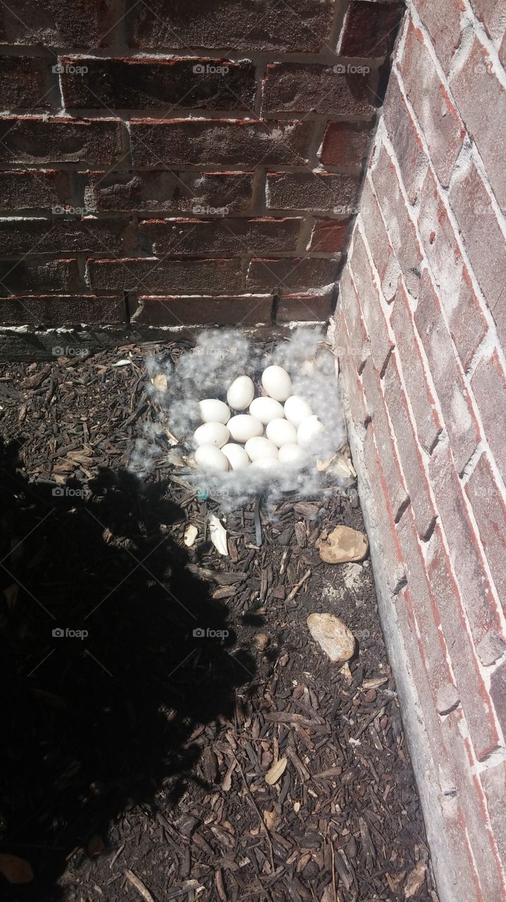 Duck eggs on my front door step