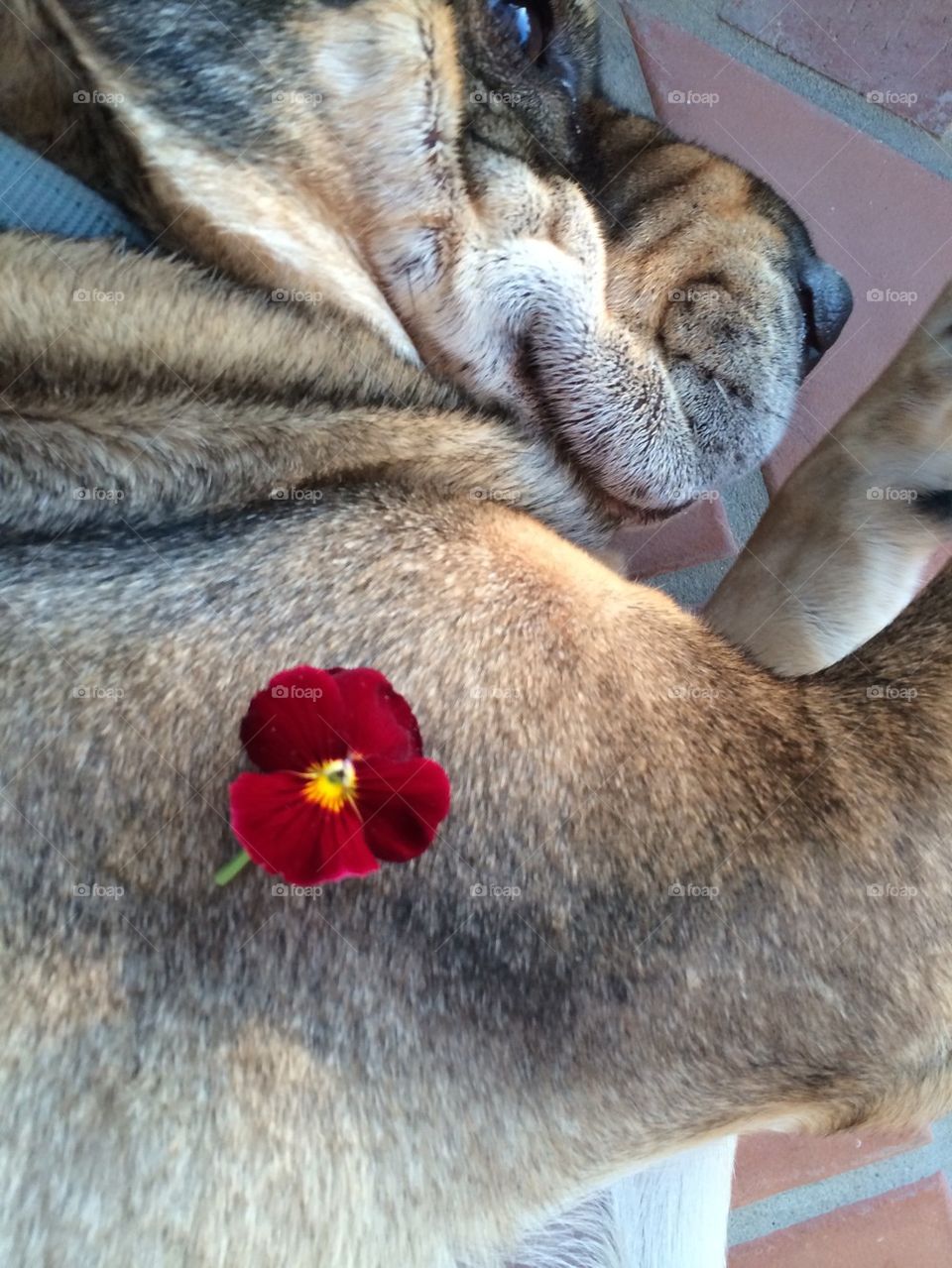 Pansy on dog