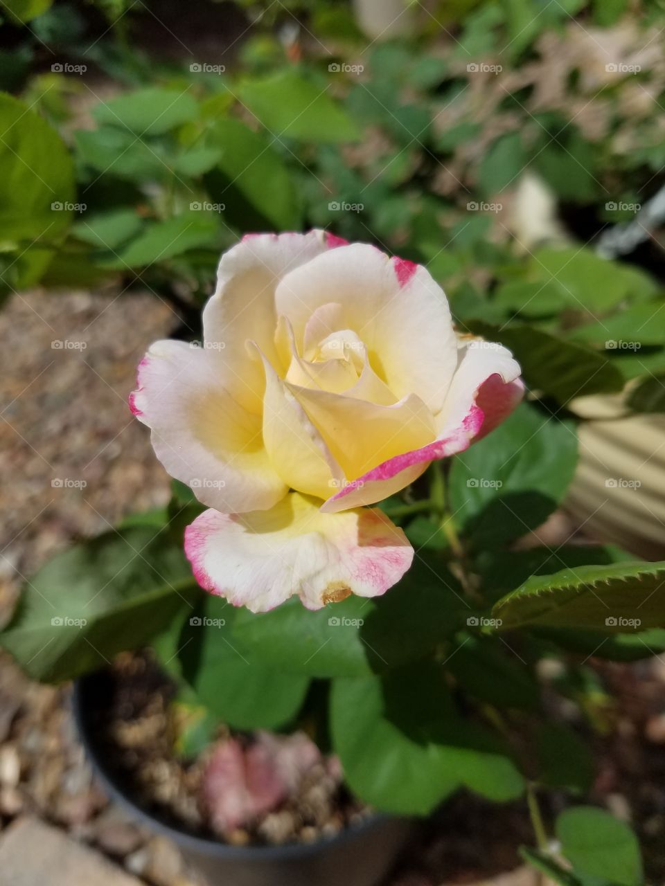 beautiful spring rosebud