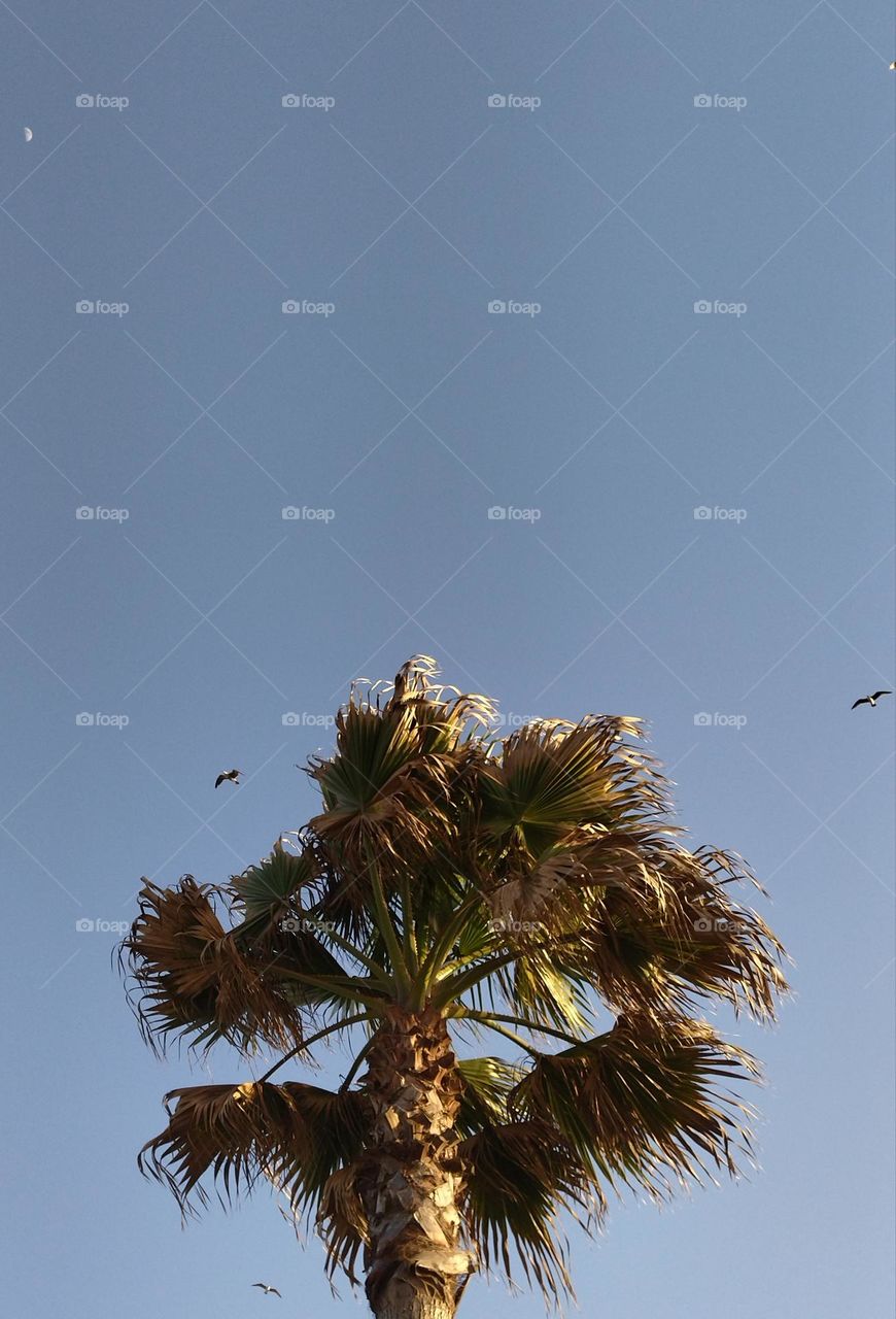 seagull in the blue sky