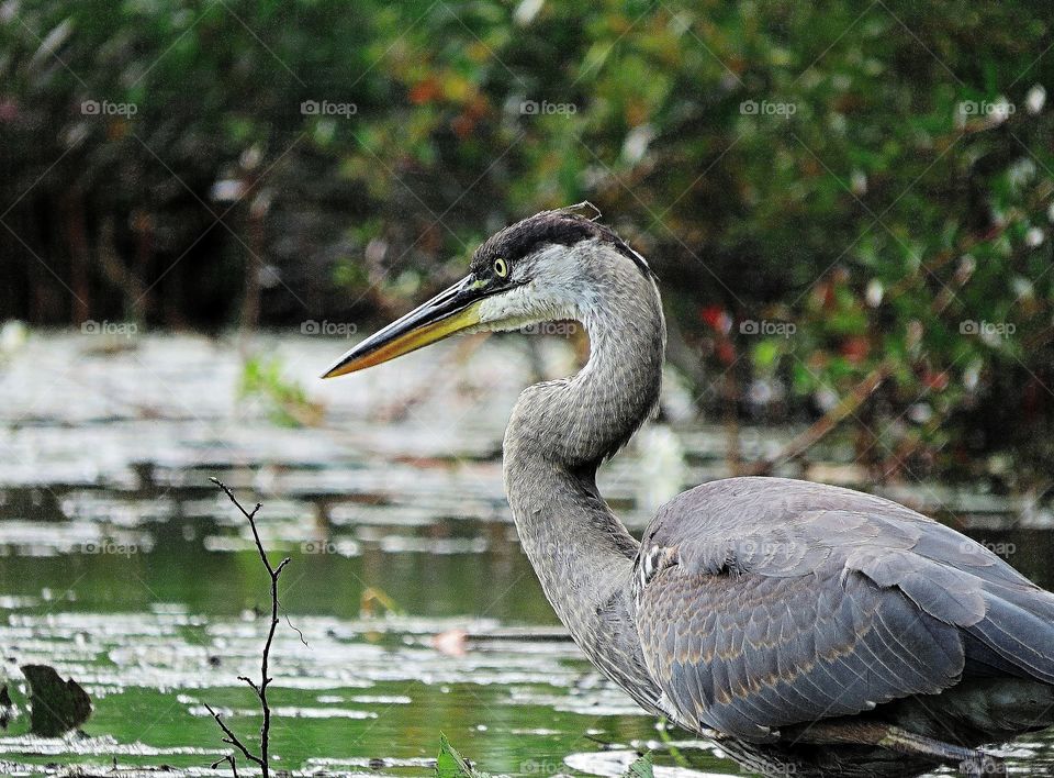 Blue Heron intent on fish