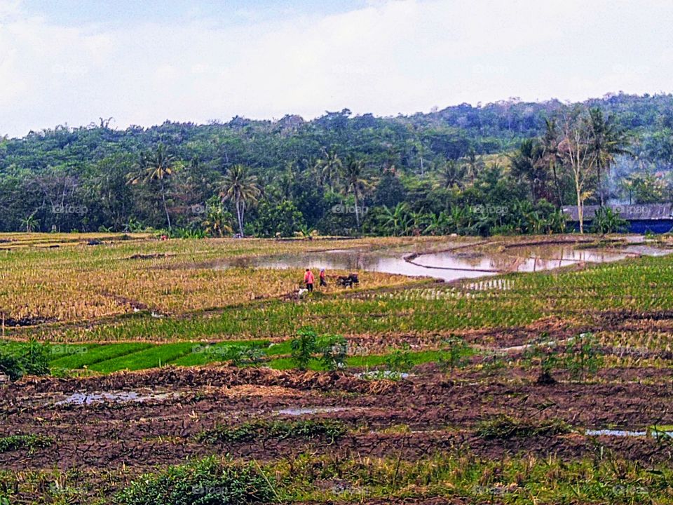 View of rice fields and surroundings.