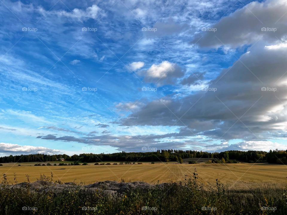 Autumn landscape, blue sky and white gray clouds over the agricultural field with corn harvest and dark treeline on the background 