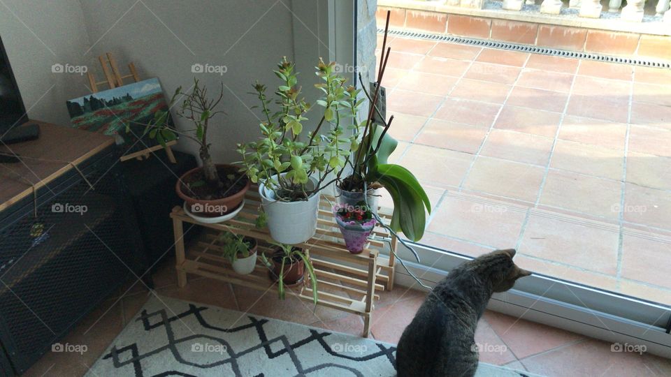 Plants and cat