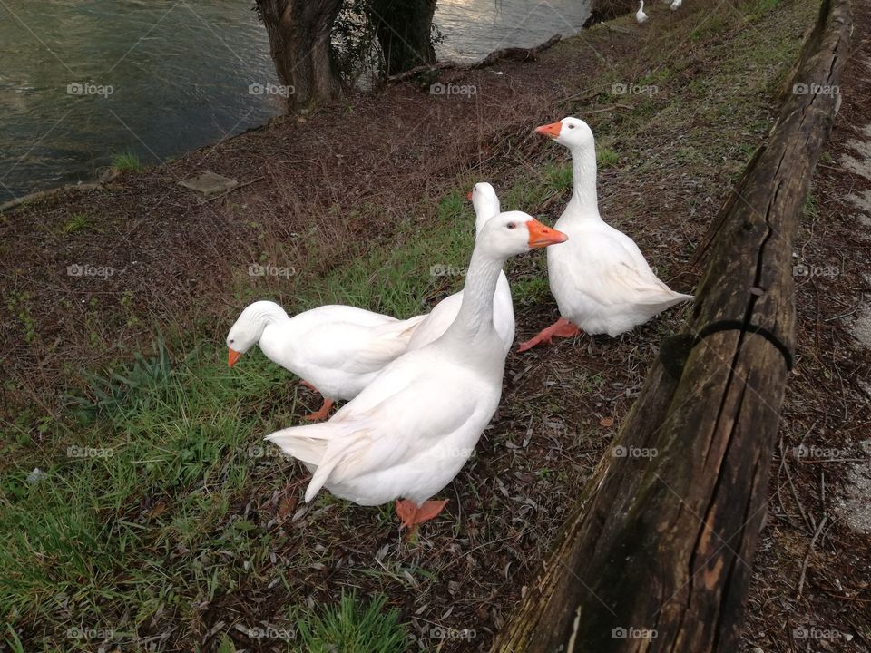 Gooses. They're waiting and watching the river