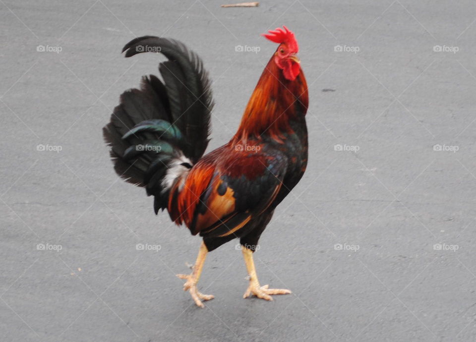 Strolling Rooster 