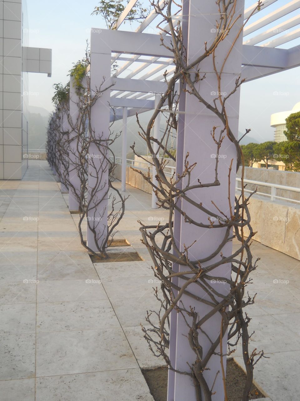 Getty Vines. Vines at the Getty center