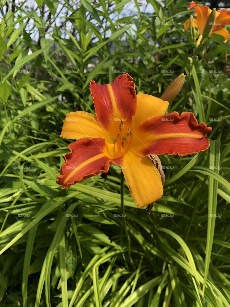 Tiger Lily in mom’s garden