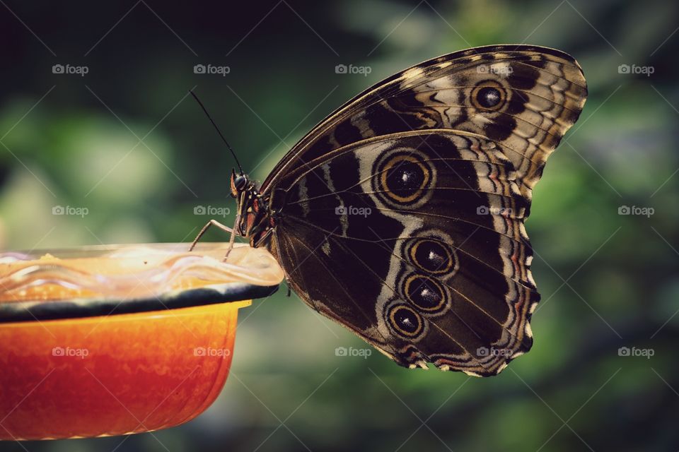 Butterfly Feeding Perched On Glass Feeder, Insect Photography, Closeup Macro Photo 