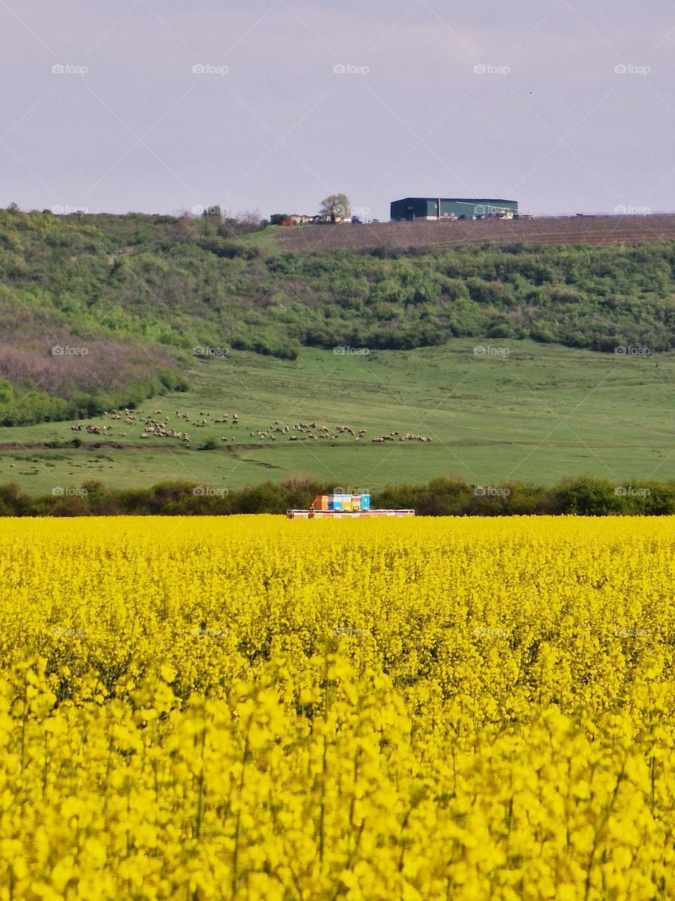 spring landscape