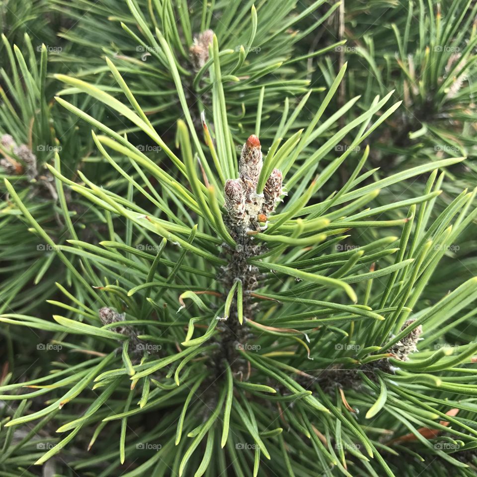 Woodland Pine