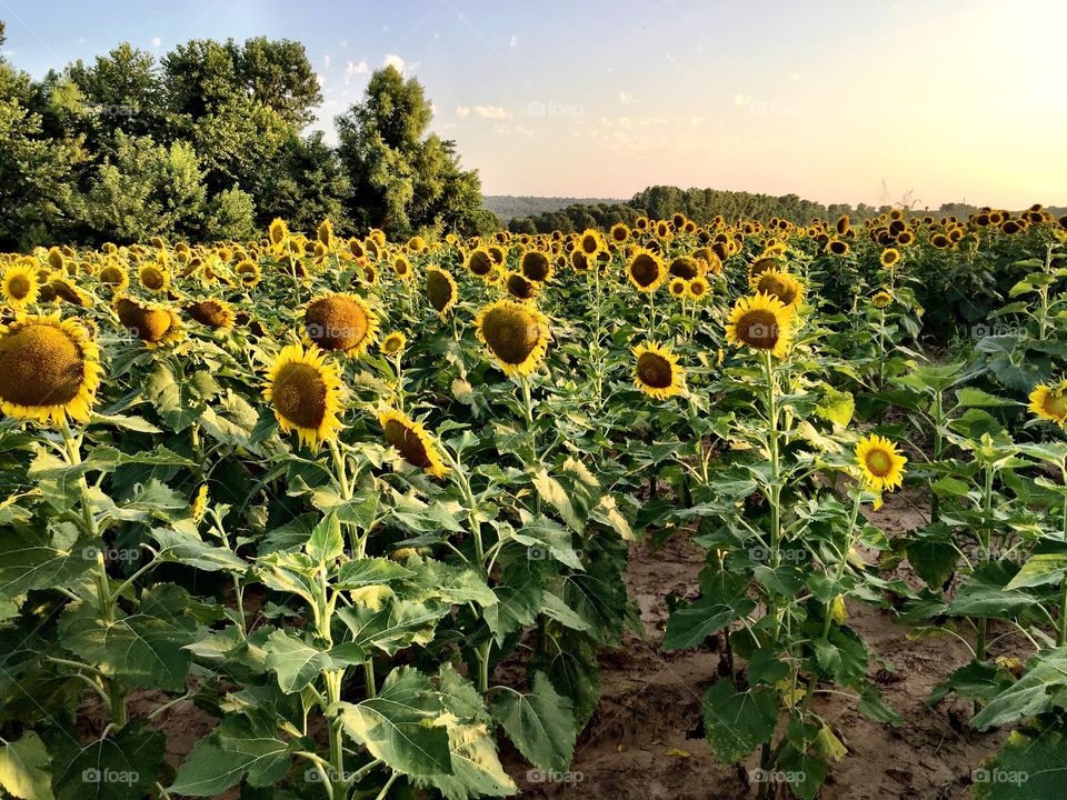 High angle view of sunflowers field