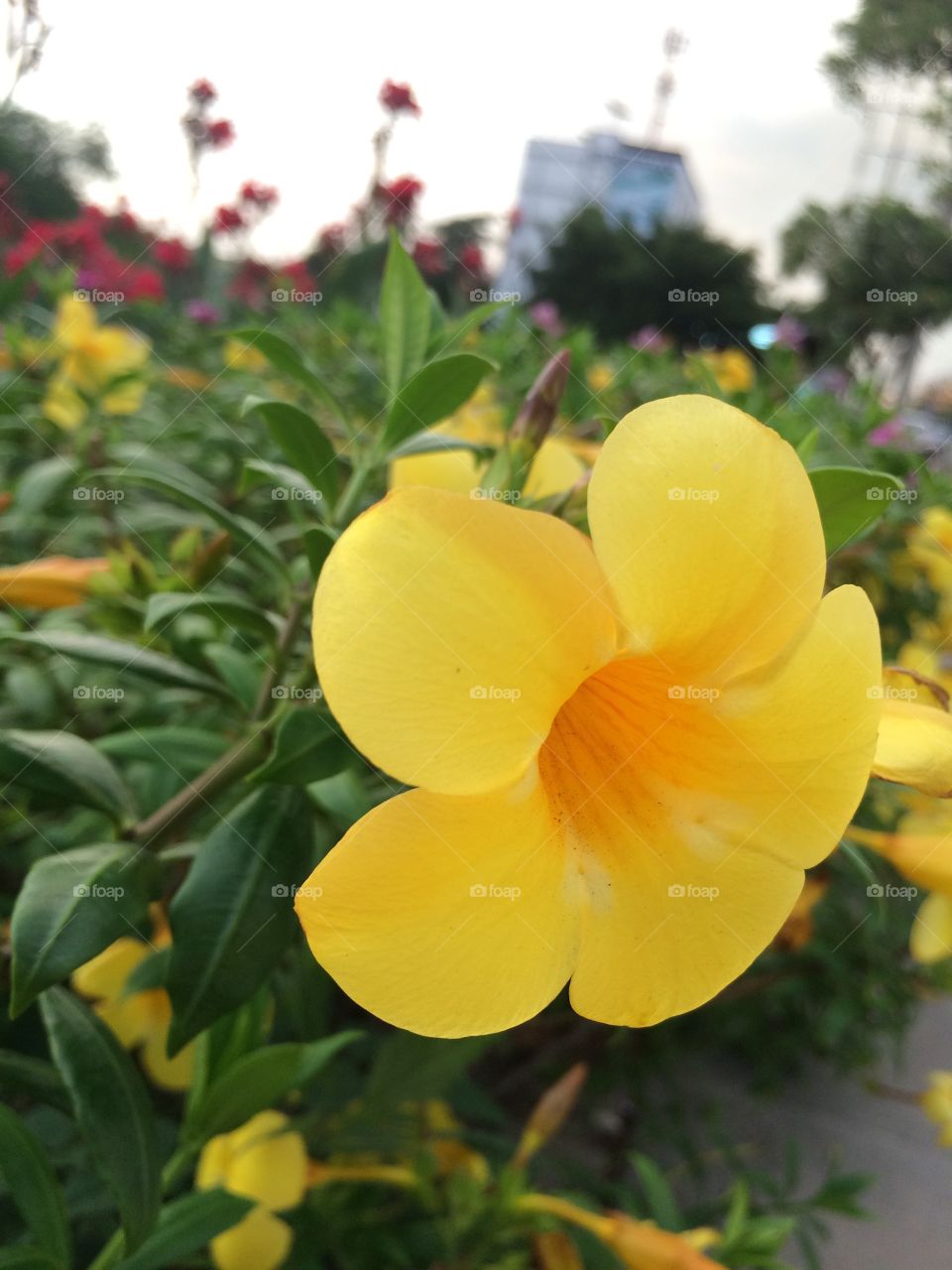 Flower from the side road. I'm yellow. I'm just a flower beside the road but I am beautiful.