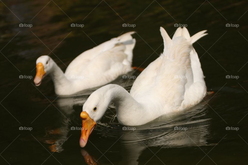 Loving pair
pair of goose swimming side by side