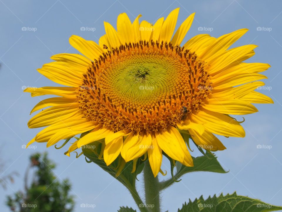 Sunflower