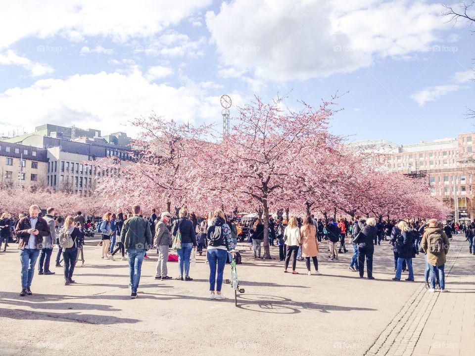 cherry blossom stockholm