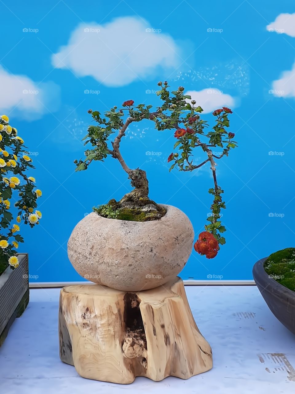 portrait  of a plant.  this was displayed  during the flower festival in our place.