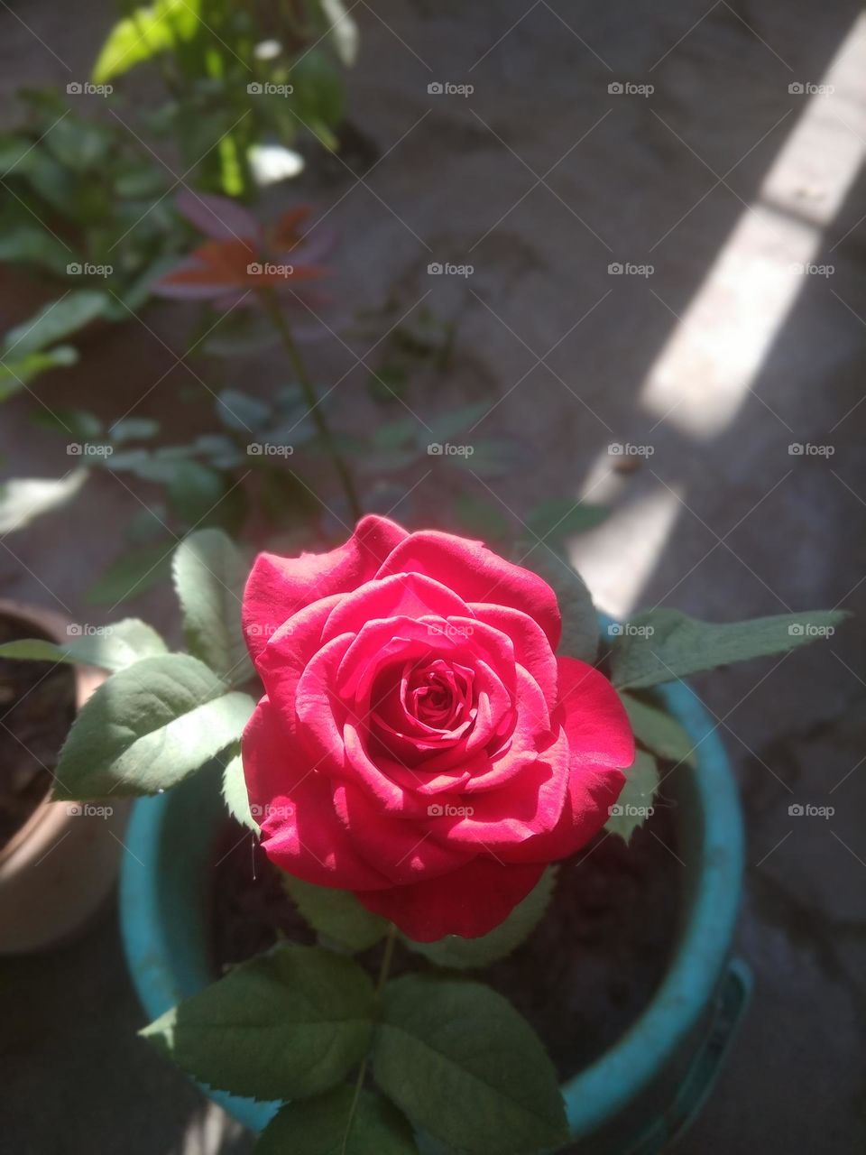 The beautiful red, pink lovely rose!!