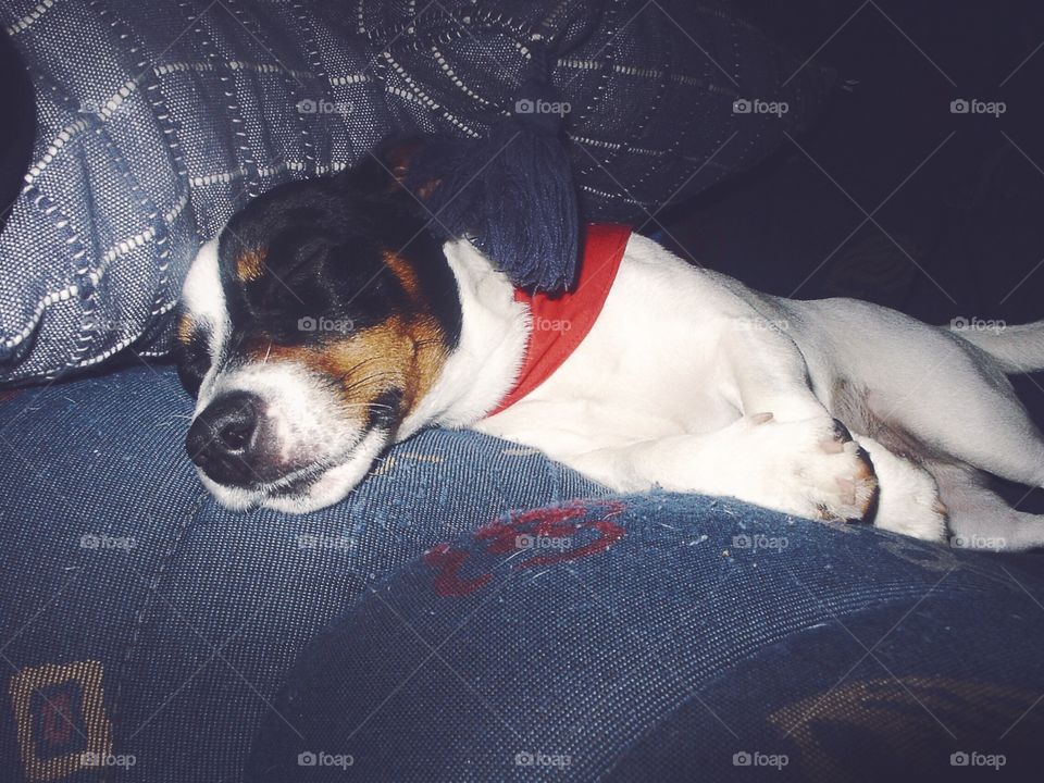 Dog sleeping in the couch