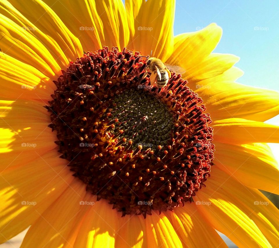 Close Up of a Bee Gathering Pollen on a Sunflower