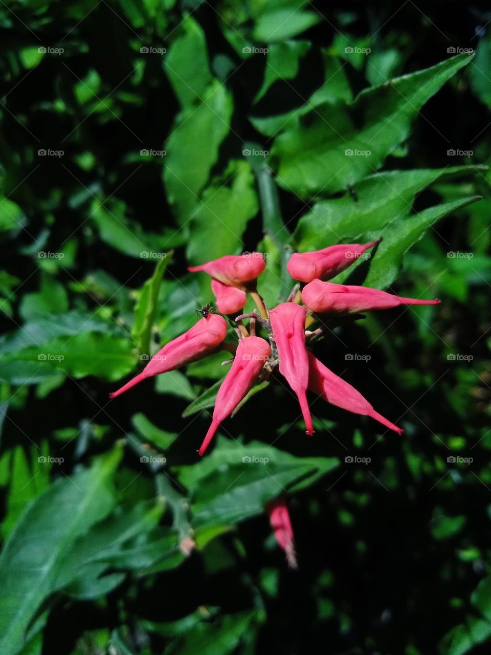 Bird flowers.