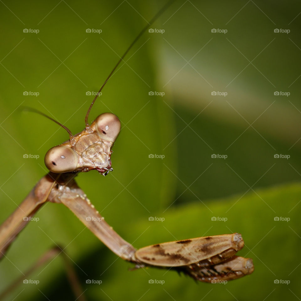 Praying mantis close-up