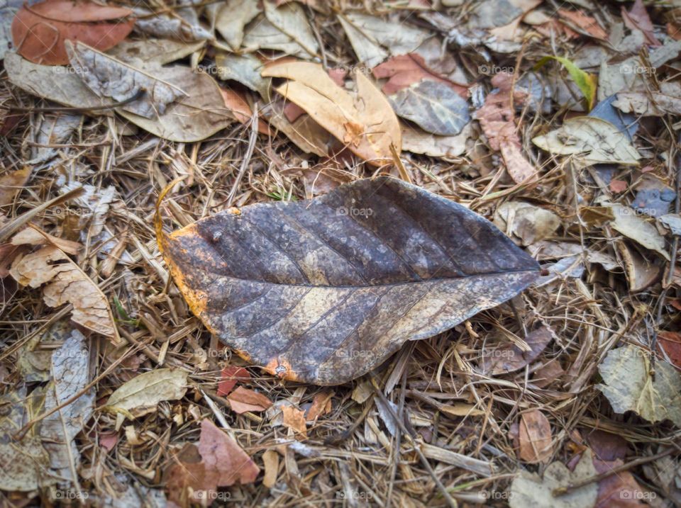 leaf old vintage Nature folha caída velha morta rústica chão fallen leaves