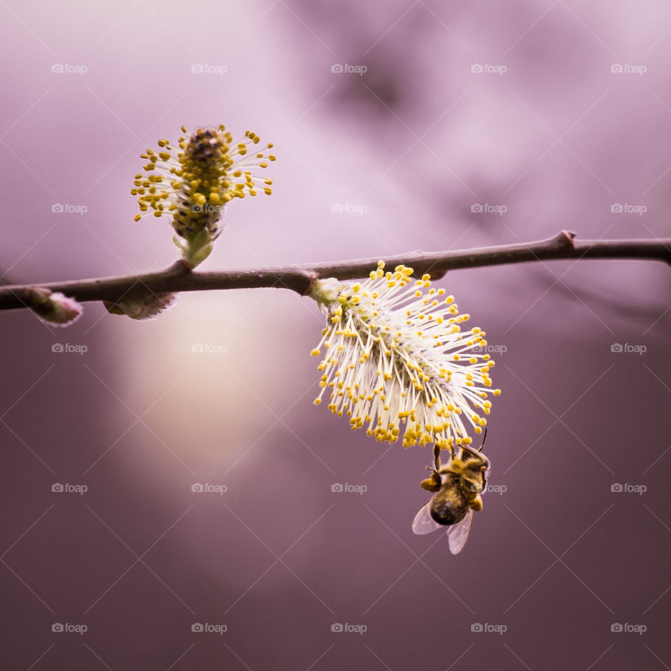 Spring flowers in London