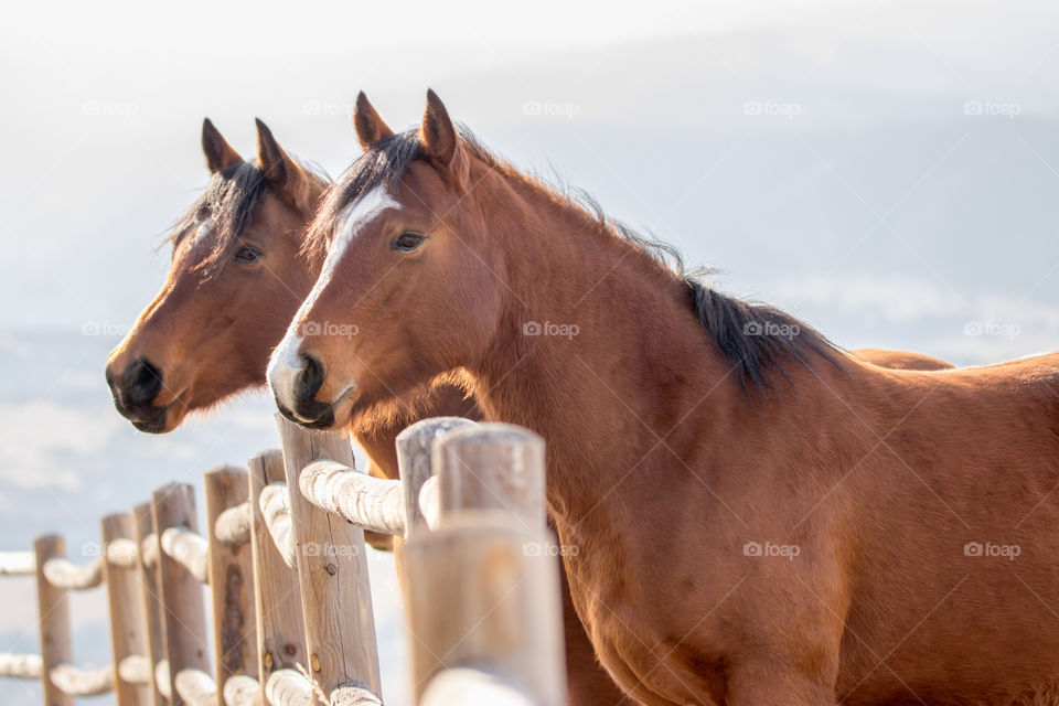 Two horses standing near railing