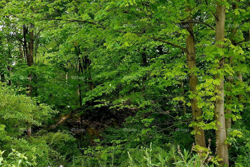 looking into the forest