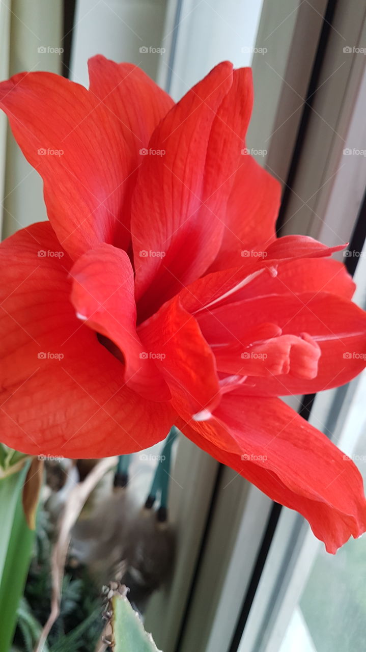 red amaryllis at home