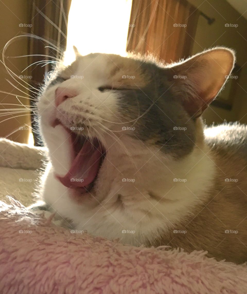 Ginger yawns