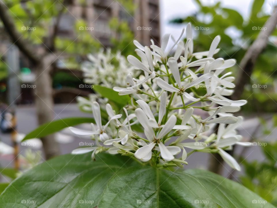Chinese Fringe-tree blossom