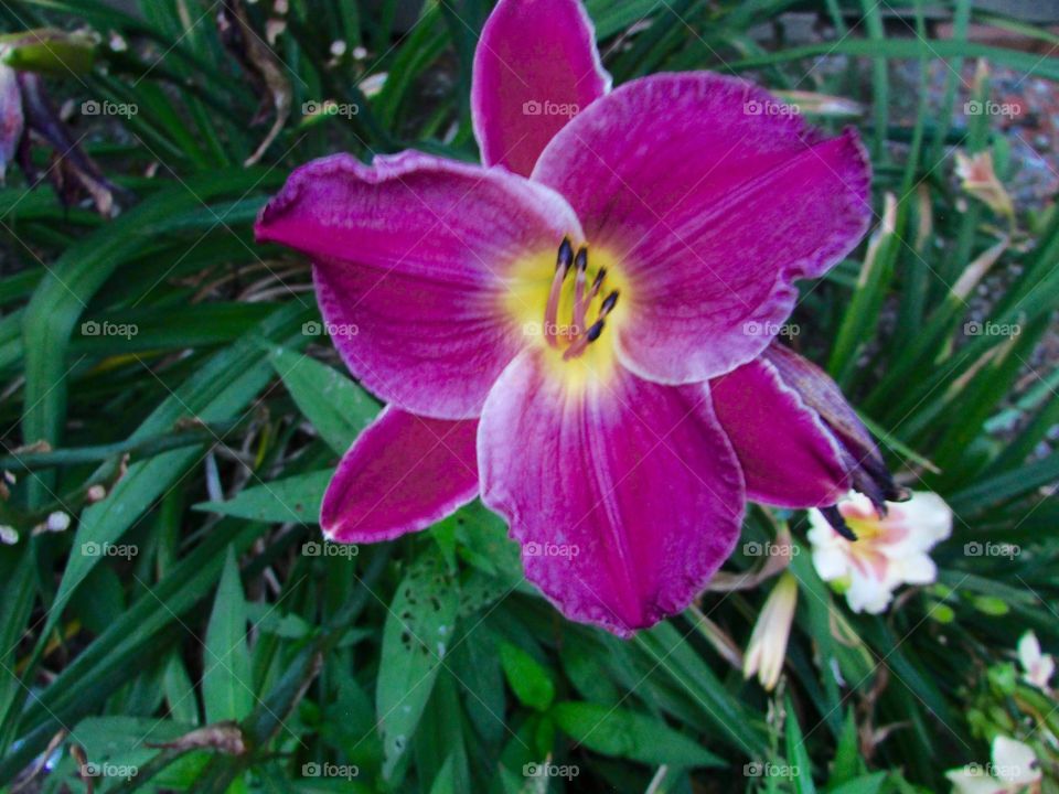A purple and yellow lily with a white and pink lily in the background