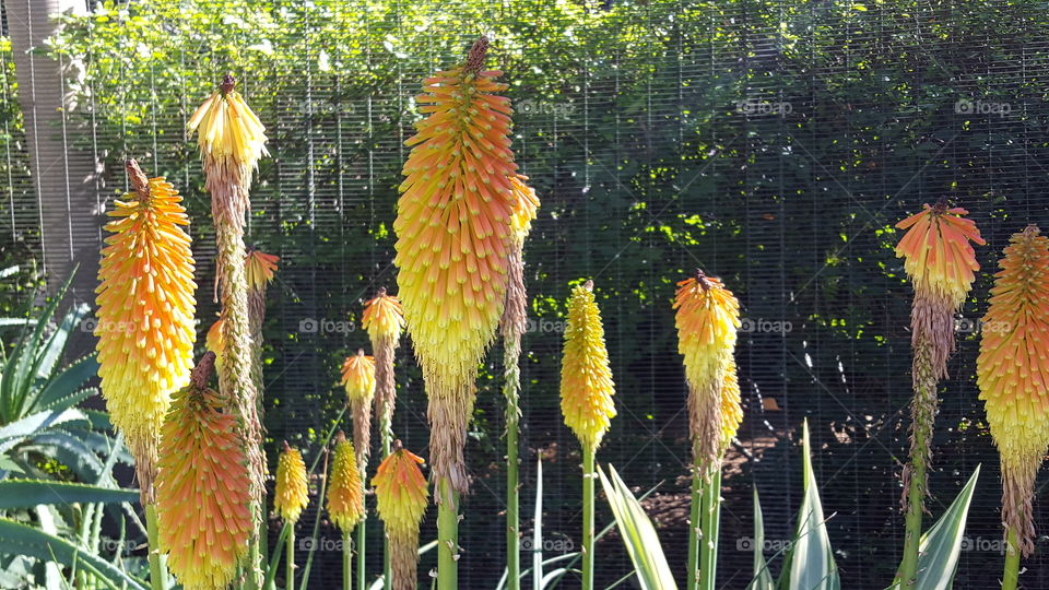 Lion Tail Flowers
