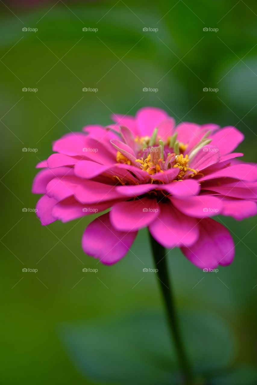 Flowers, pink, pollen, yellow, background blurred