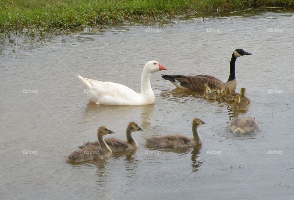 Geese Family Going for a Swim