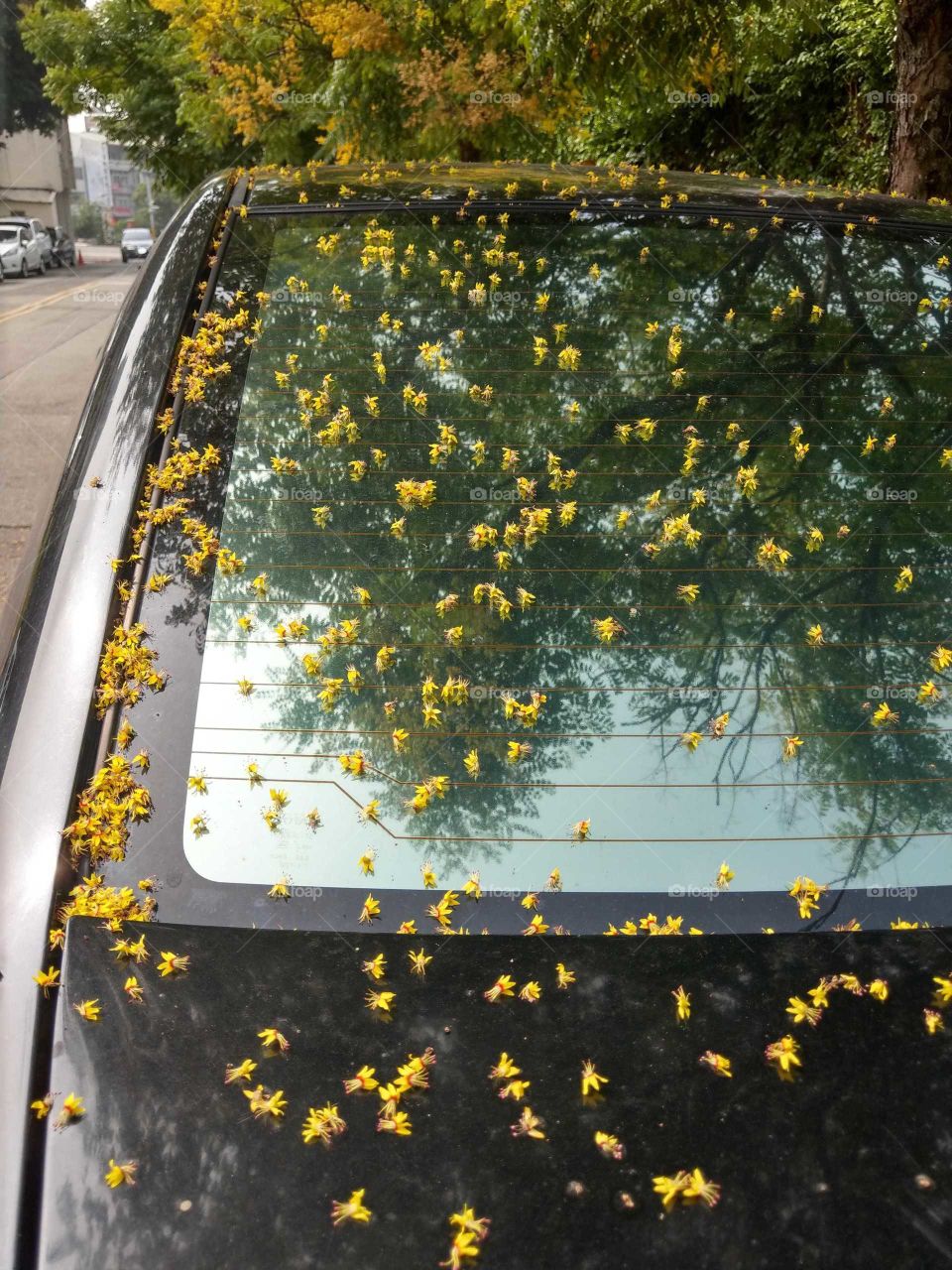 First signs of autumn: beautiful flowers of Taiwan golden-rain tree start to fall and fall on the car. and with its reflection of branches, leaves in fall morning.