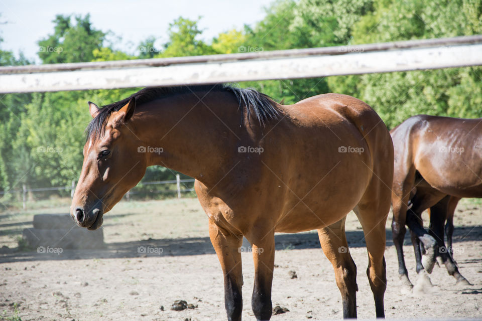 Horse on a farm.Sun and nature