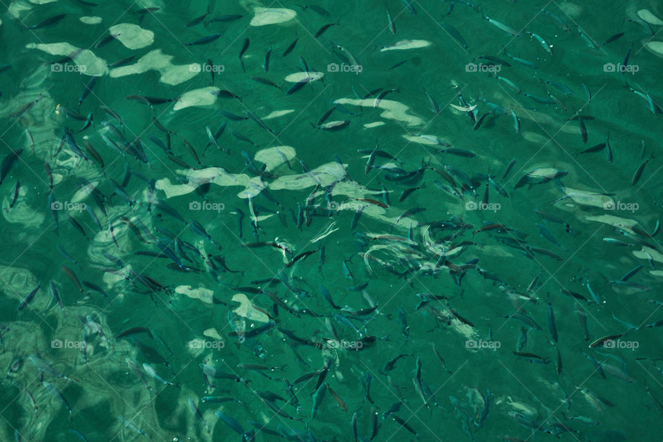 High angle view of Fishes swimming