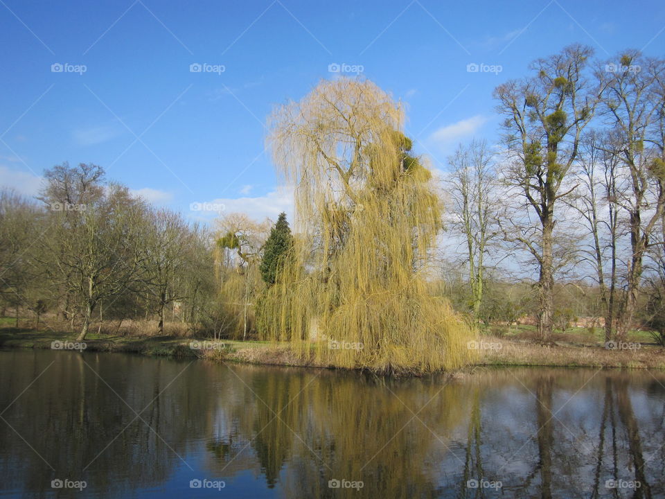A Beautiful Willow Tree