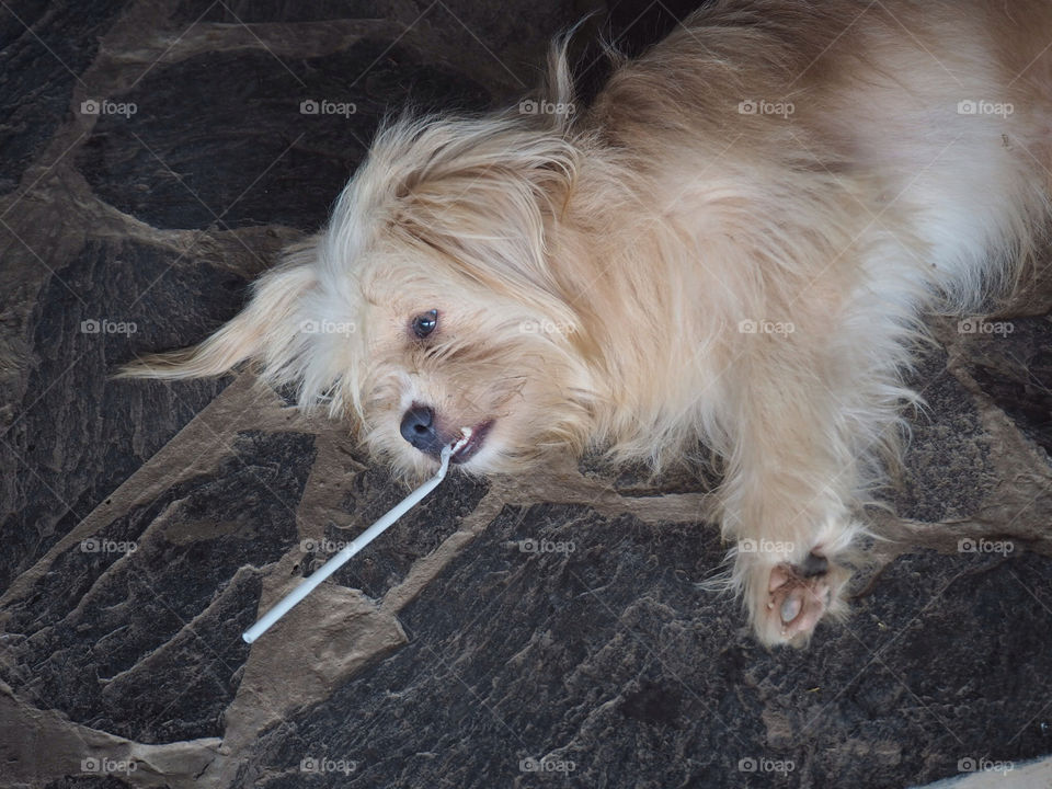 Dog with a straw