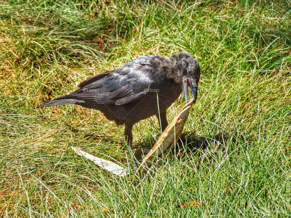 Crow Hunting For Food. Crow Using A Tool