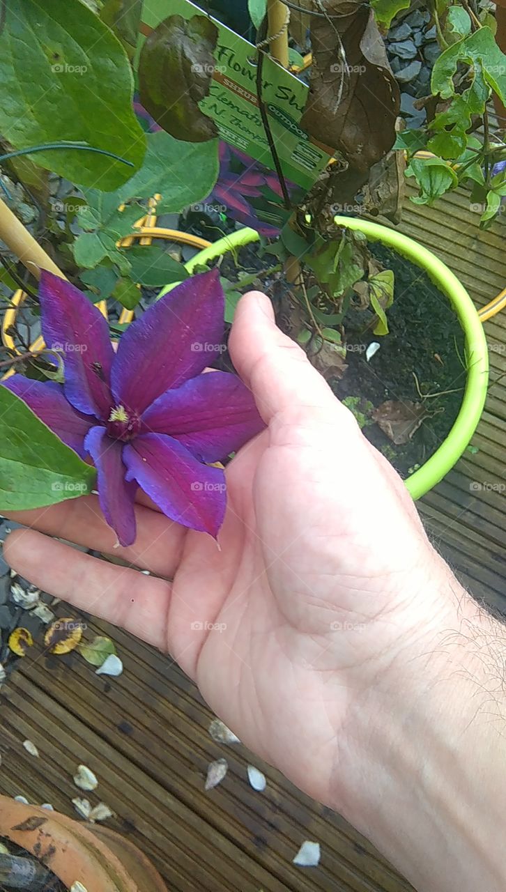 Purple clematis in full bloom