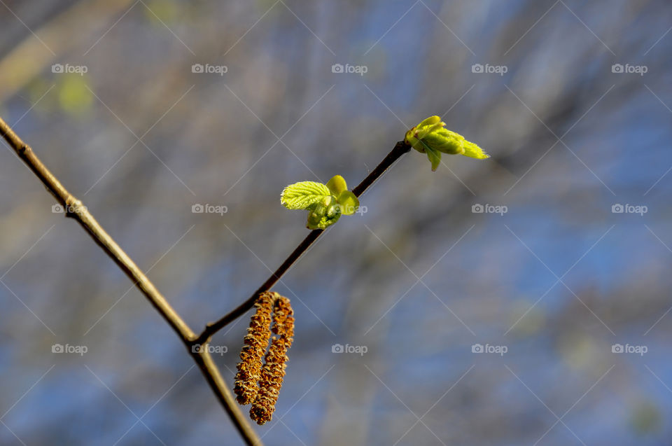 Tree, No Person, Branch, Nature, Leaf