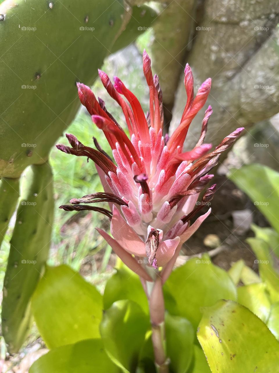 Close-up of a pink tropical flower