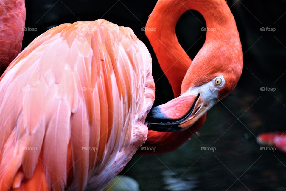 Close-up of flamingo